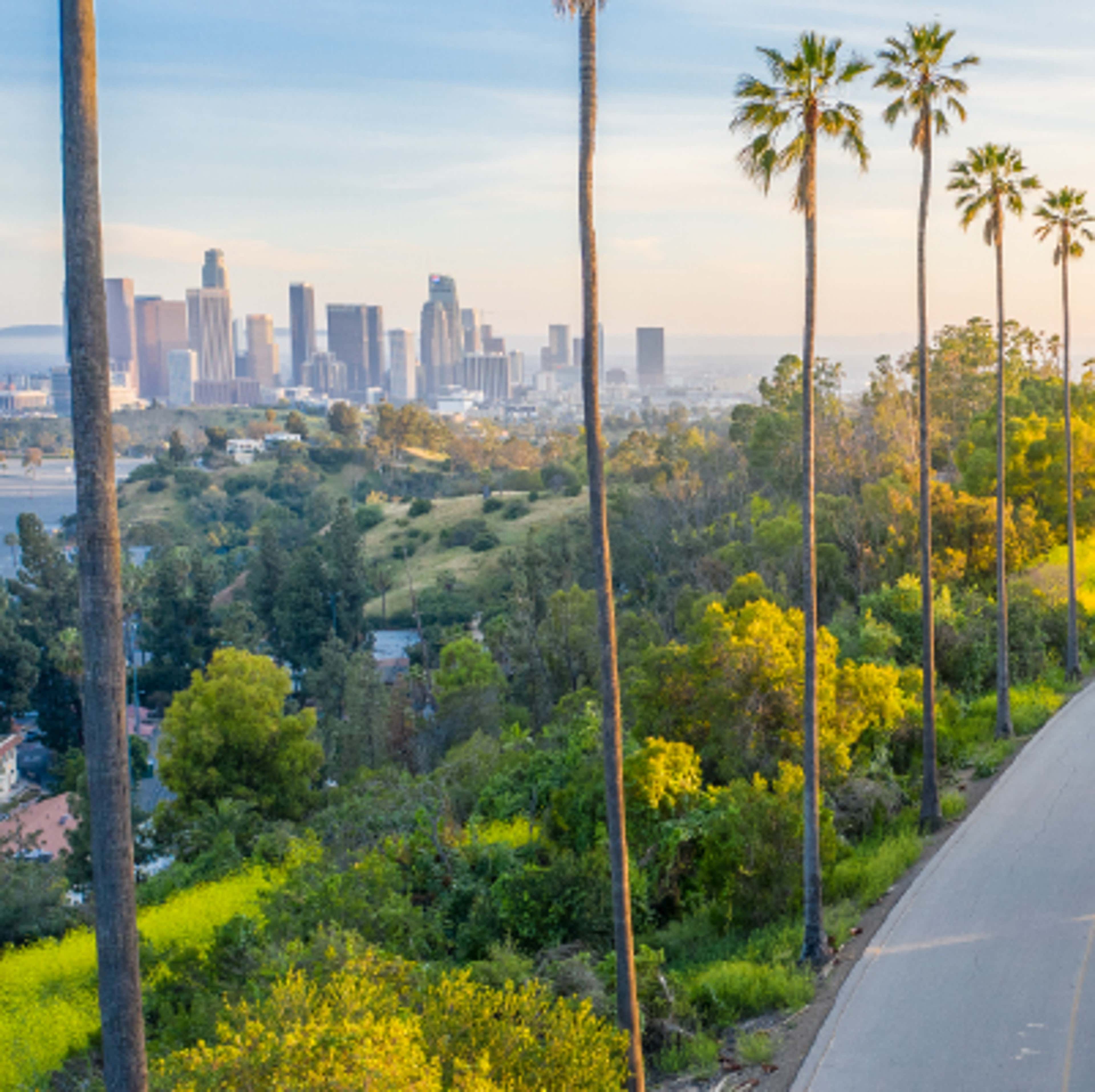 Palm trees with skyscraper landscape at the back