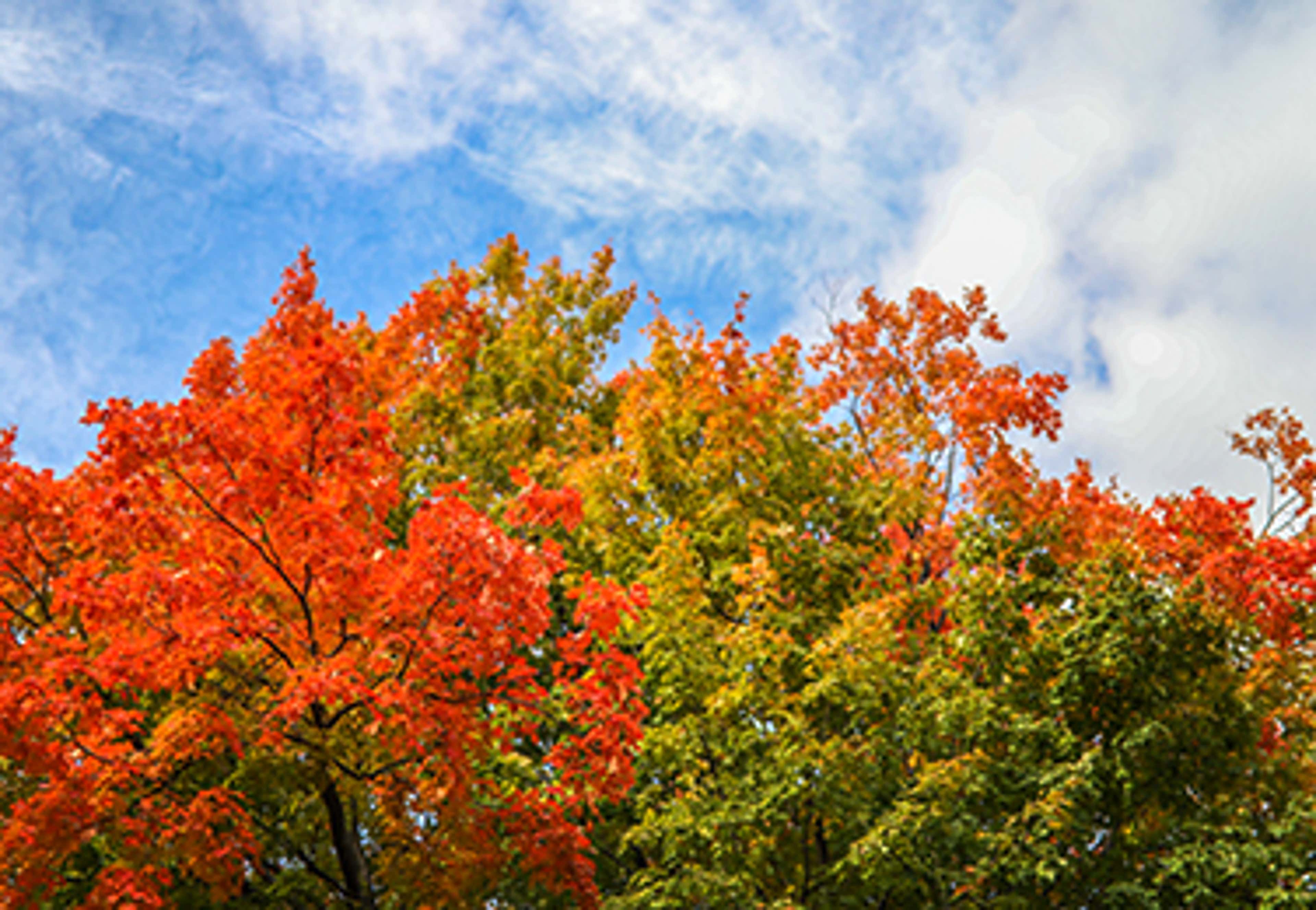 Trees with leaves changing colours