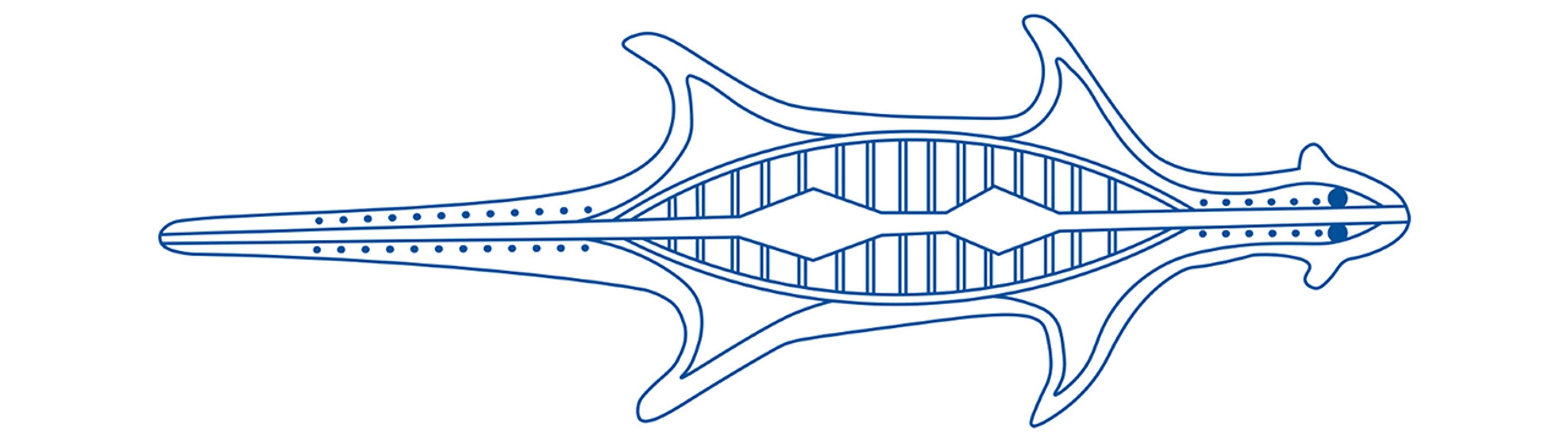 Artwork by Claire Brascoupe