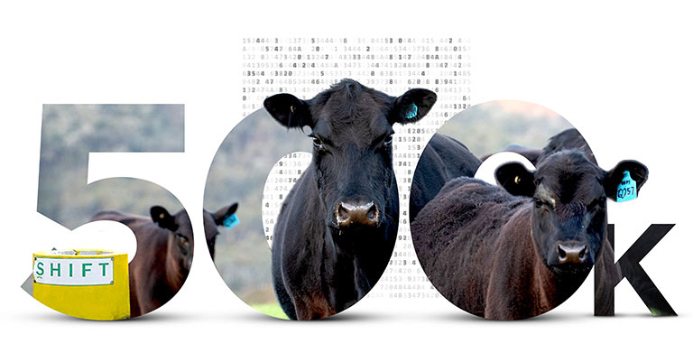Image of number 500k with cows in the numbers