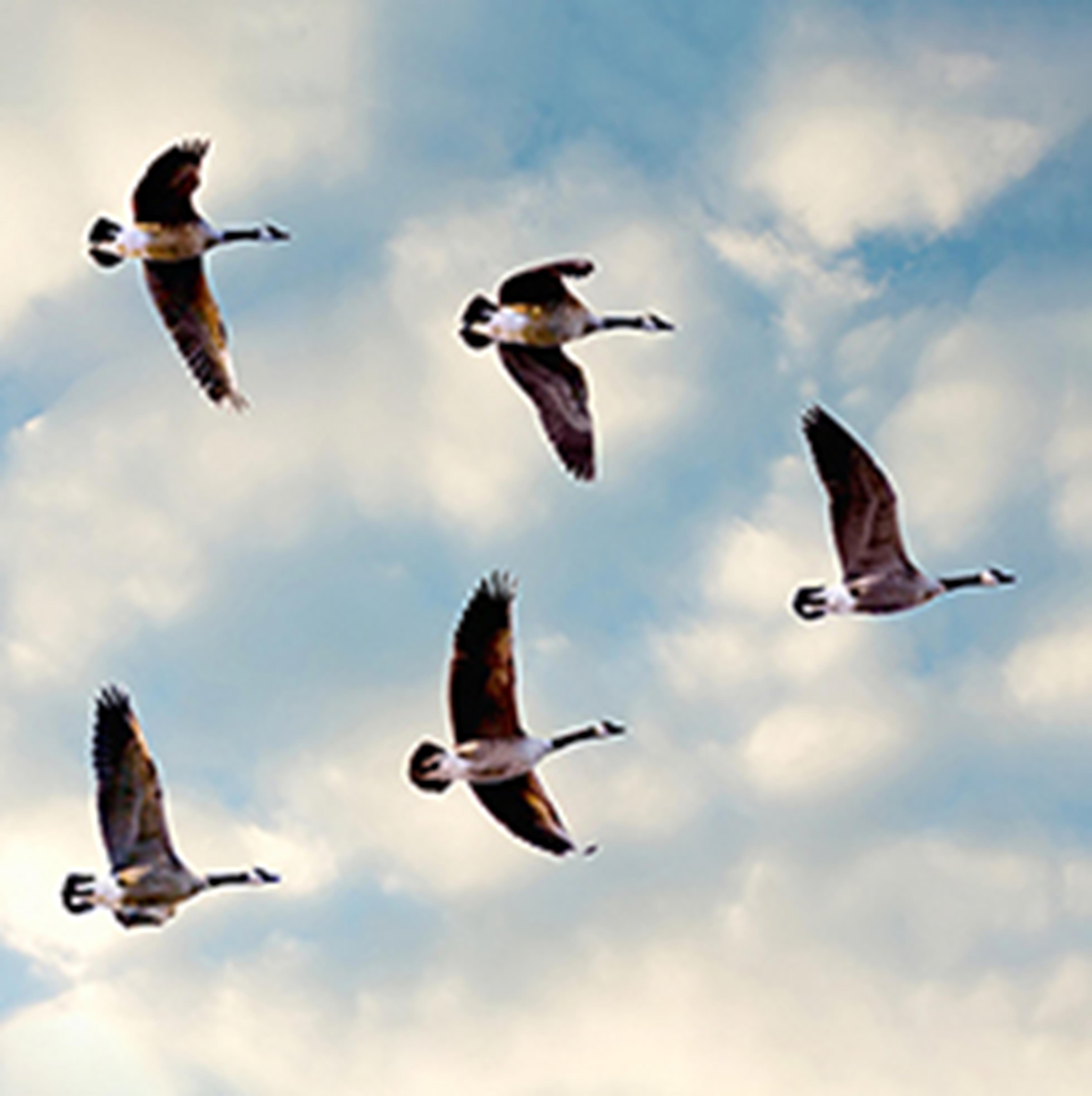 Canada geese flying in sky in a v-shape
