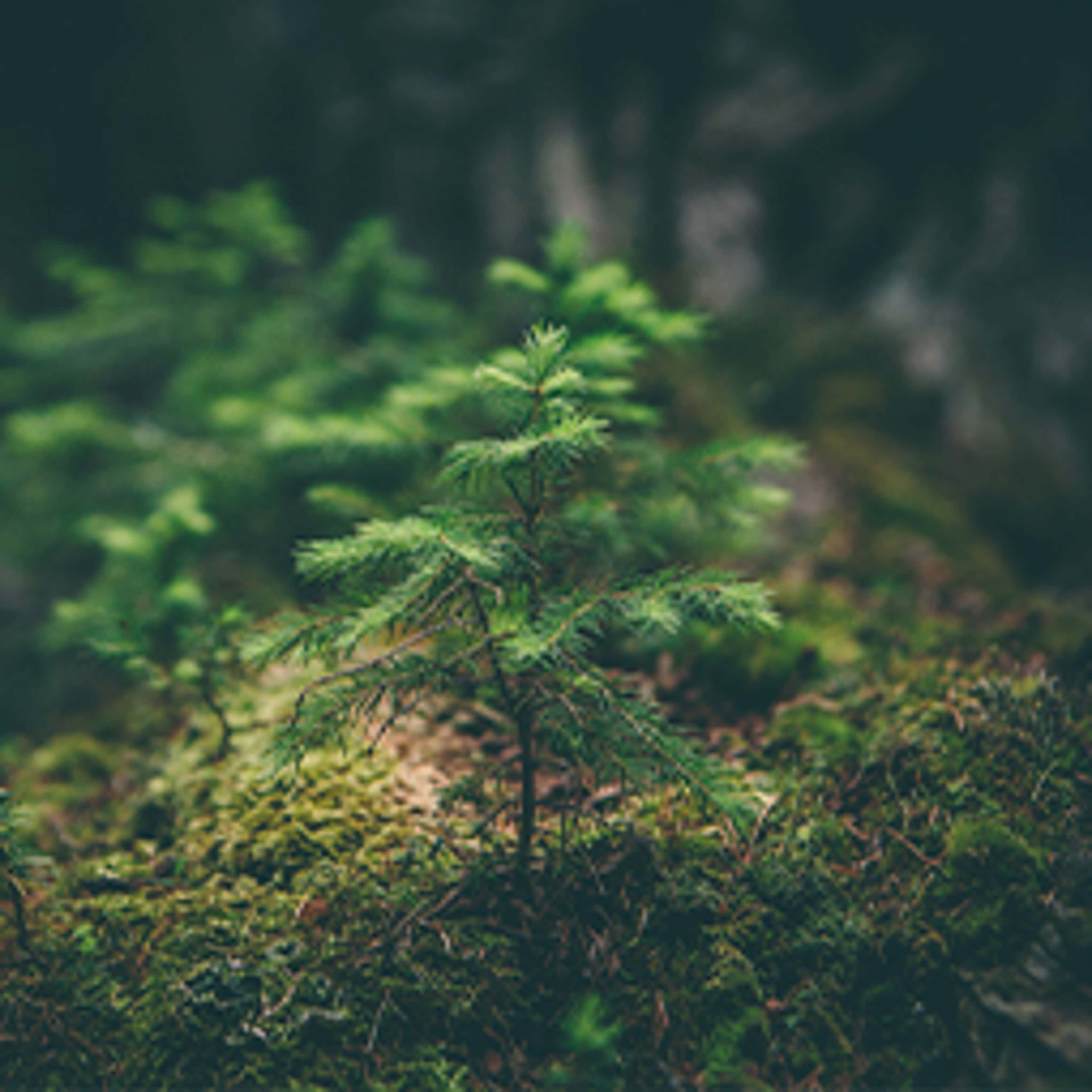 Why Businesses Can’t Ignore Sustainability