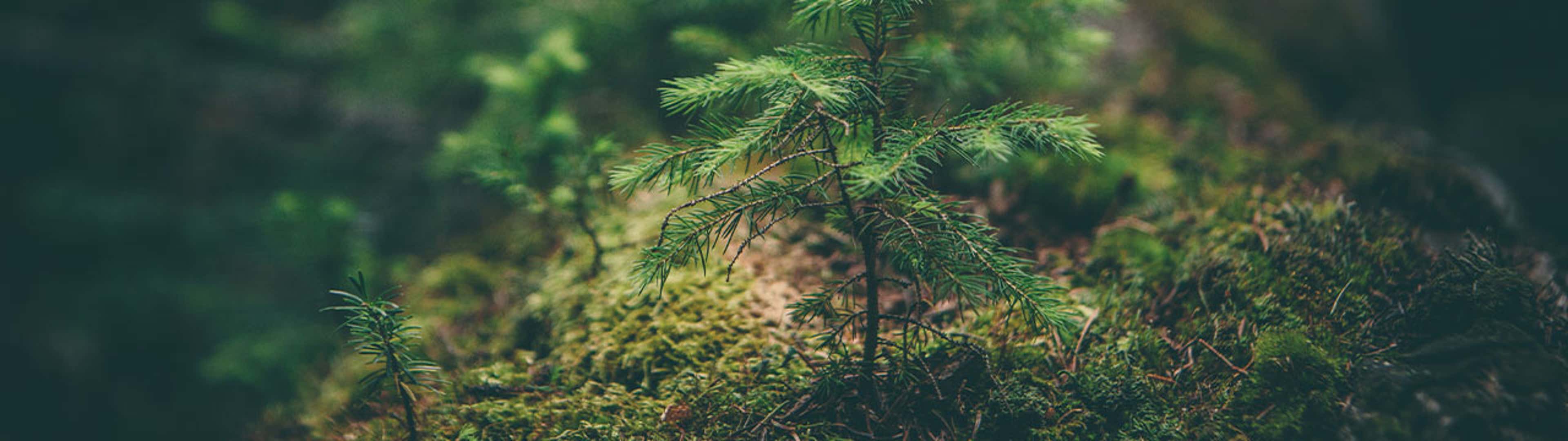 Why Businesses Small and Large Cannot Afford to Ignore Sustainability