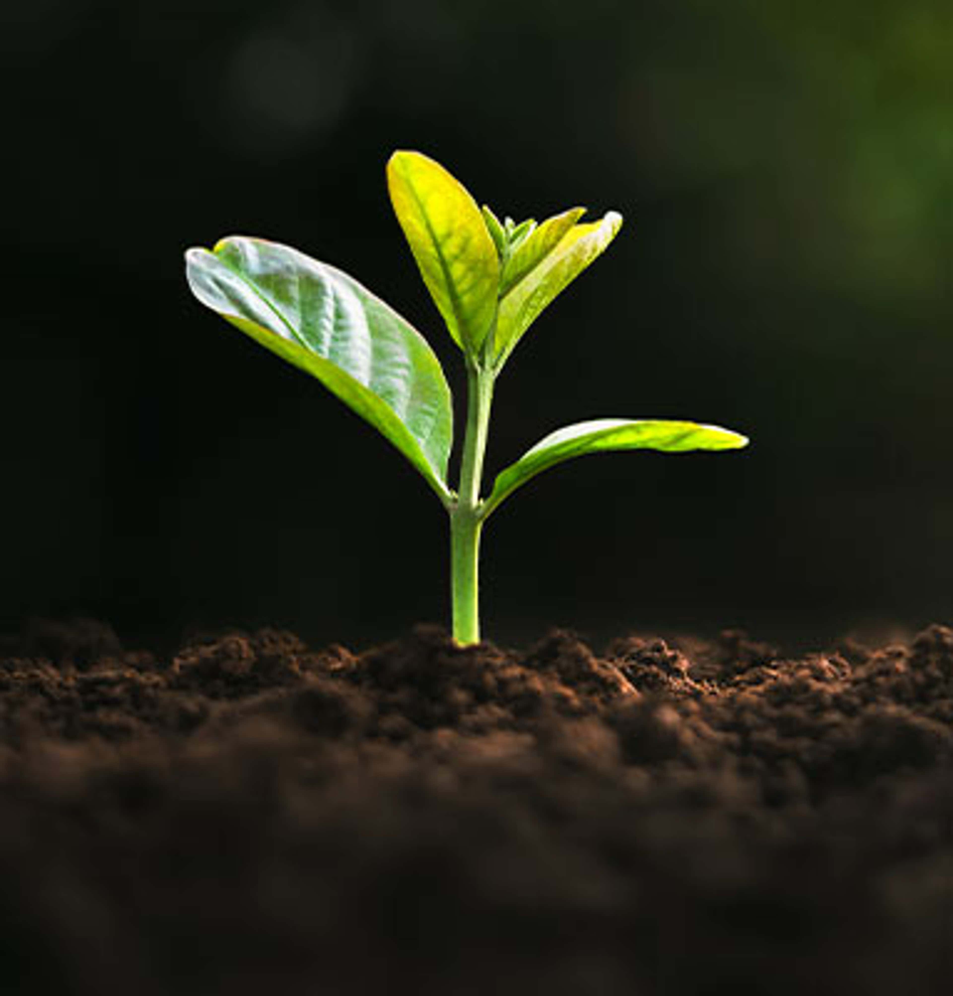 Sustainability Roadmap for CPAs