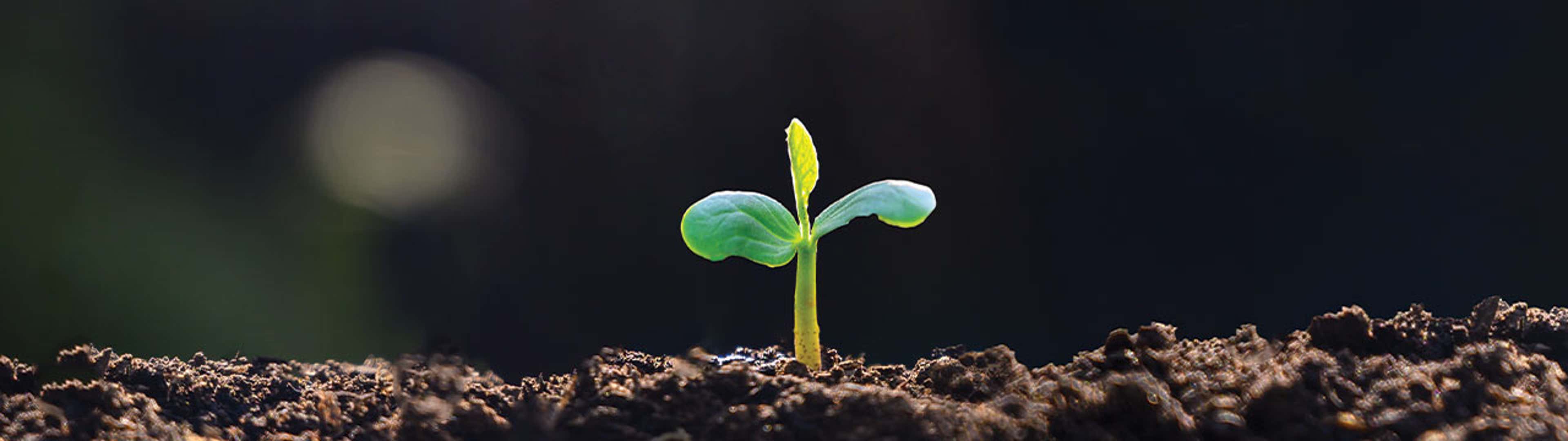 Sustainability Standards and the Regulatory Landscape in Canada