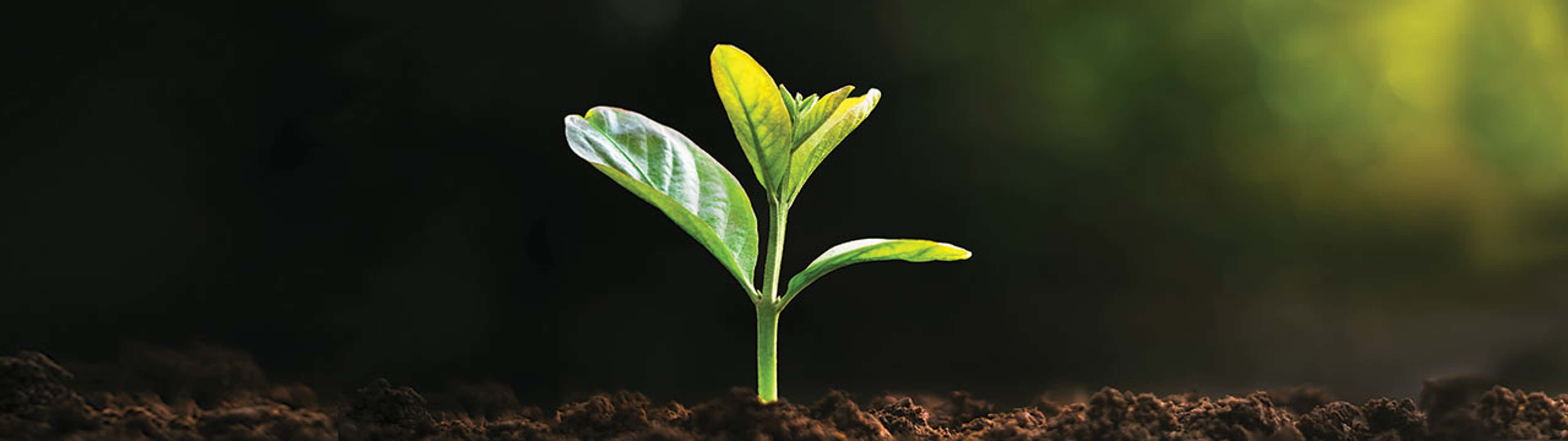 Sustainability Roadmap for CPAs