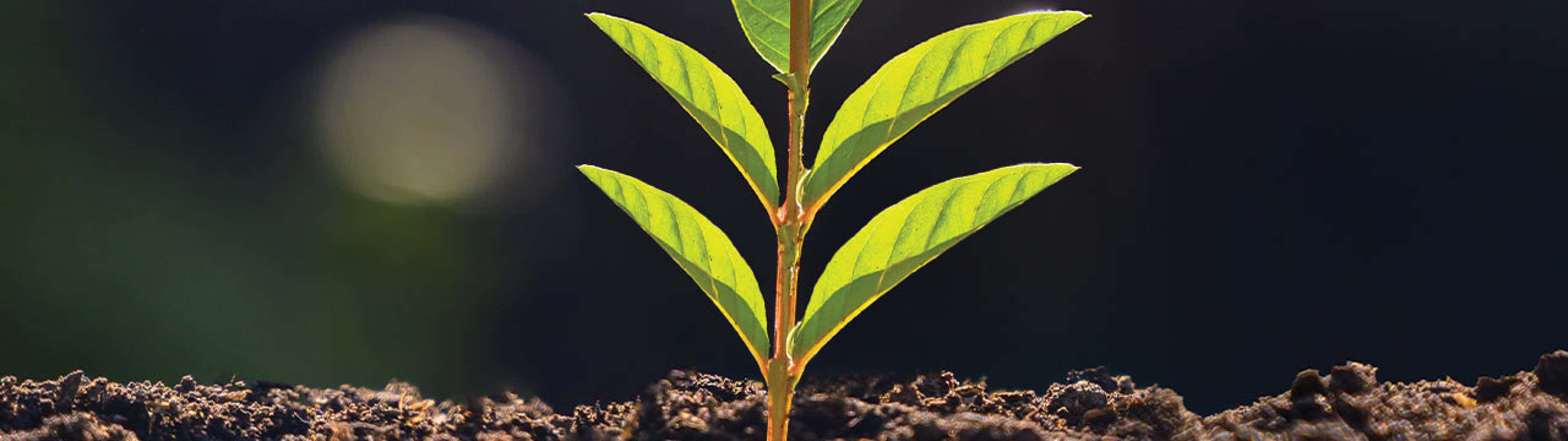 Corporate Governance (Boards Only)