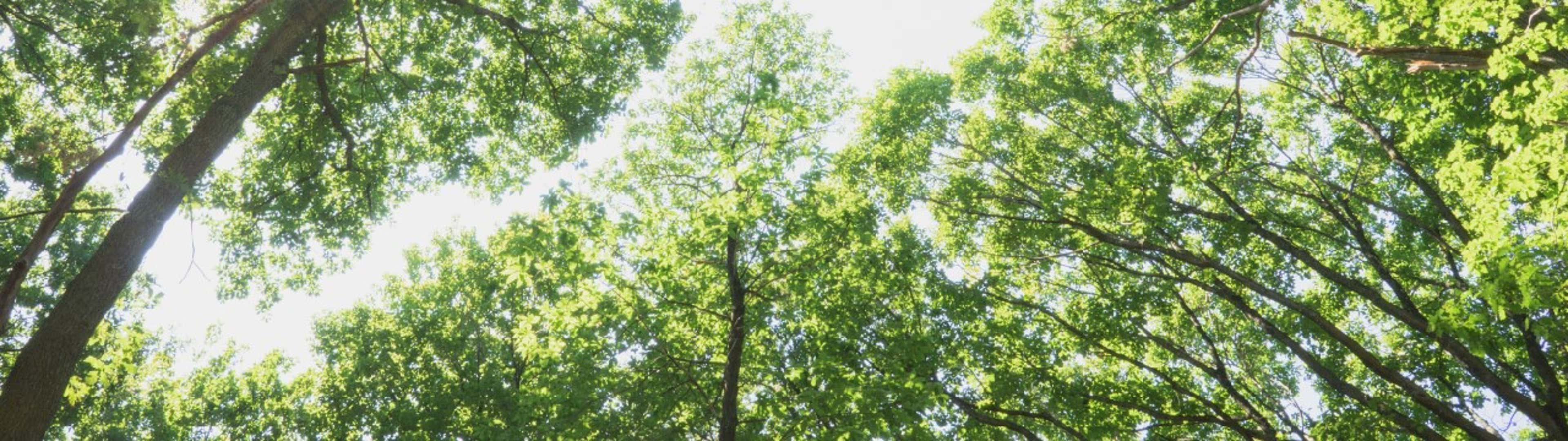 COP28 Summary for CPAs