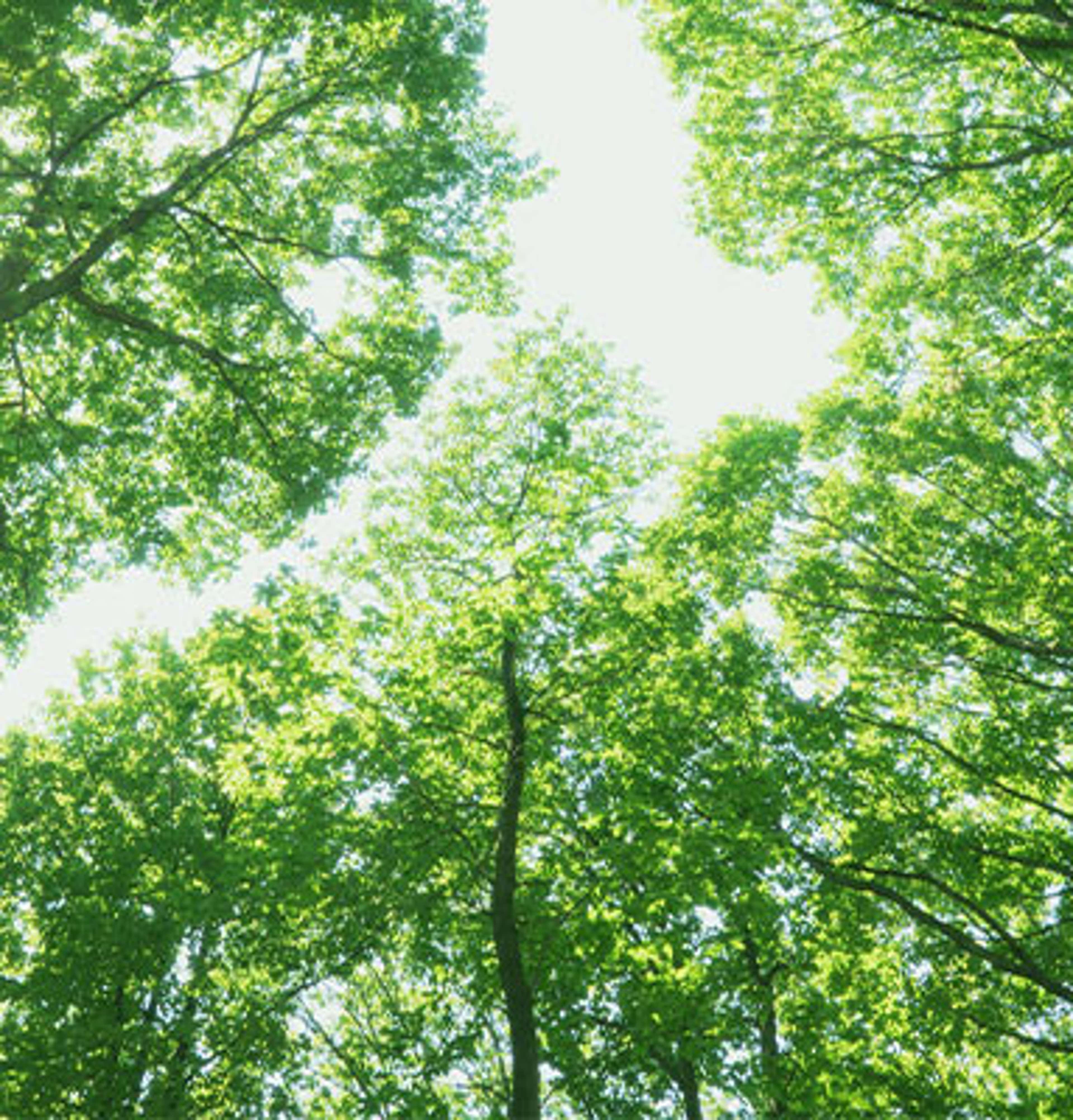 COP28 Summary for CPAs