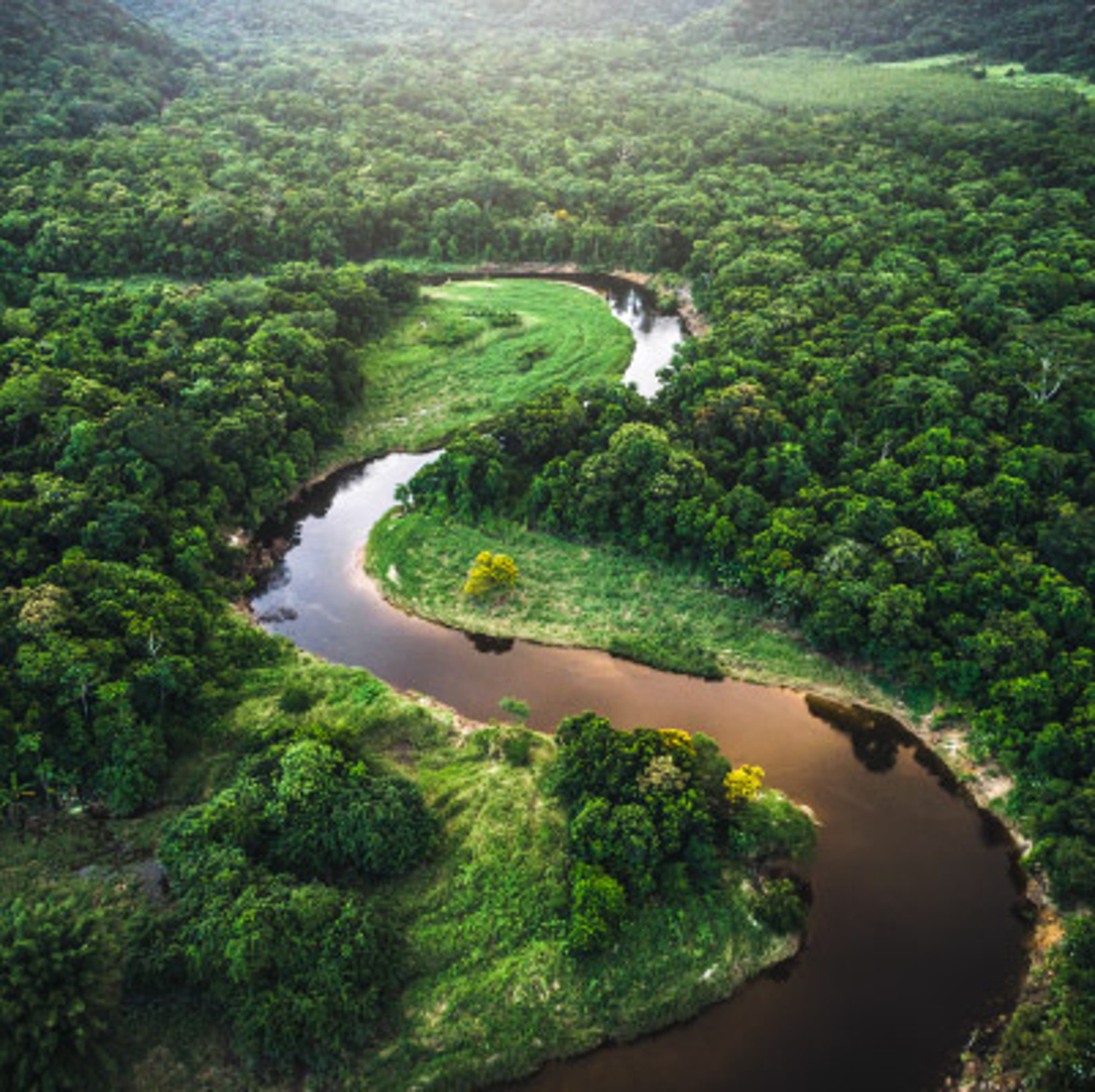 Winding river through lush green forest